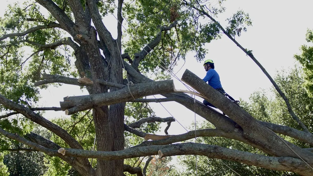 Professional Crown Thinning performed by certified arborists in Chana