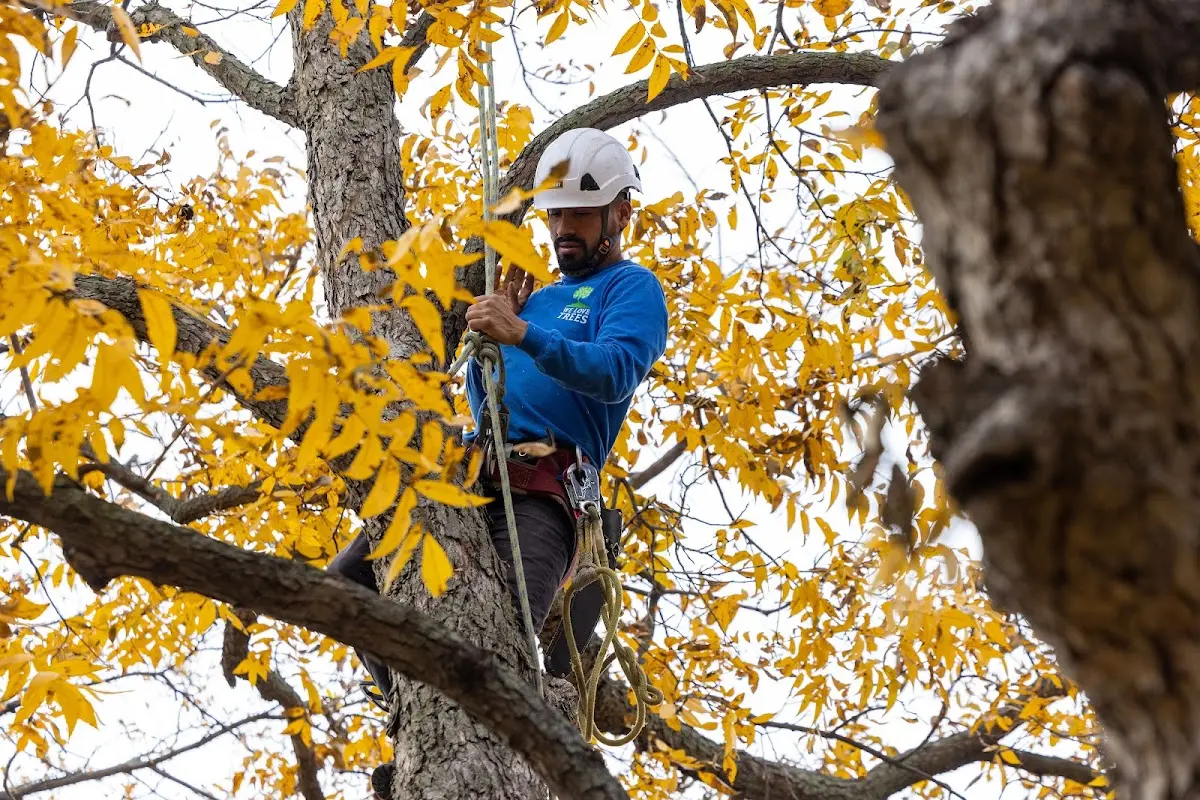 Skilled Tree Trimming crew working in Chana